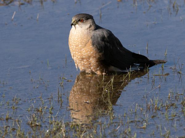 <h3><a href="/trips/Tucson_2023/biota/animalia/chordata/aves/017 accipitriformes/004 accipitridae/accipiter cooperii/accipiter cooperii-nl.html">Accipiter&nbsp;cooperii</a> / Cooper's&nbsp;hawk / Coopers&nbsp;sperwer</h3>OM-1 met OLYMPUS M.300mm F4.0, 1/2000 sec  bij F5.0, ISO 640, afstand 13.3&nbsp;m